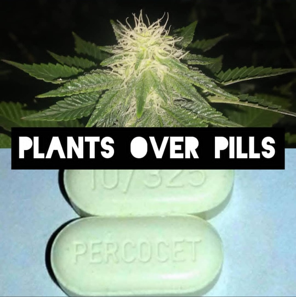 An archival graphic showing a cannabis flower above prescription pills with the words Plants Over Pills